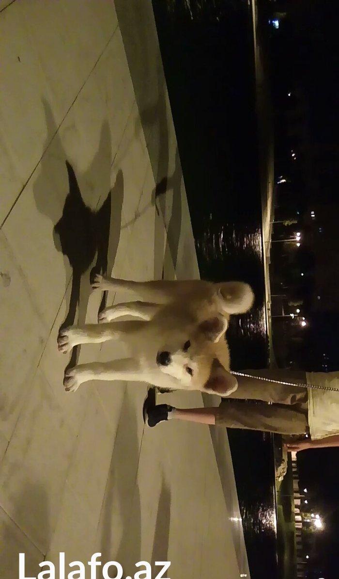 Temiz natura 4ayliq disi akita satilir tam saglam baladi bu sekilde 3a