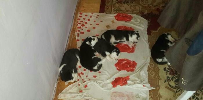 Gozleri goy erkek xaksi  balasi satilir tam saglam baladir 45 gunlukdu