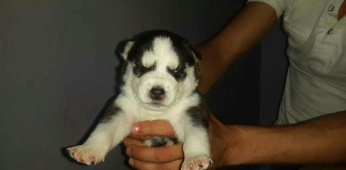 Gozleri goy erkek xaksi  balasi satilir tam saglam baladir 45 gunlukdu