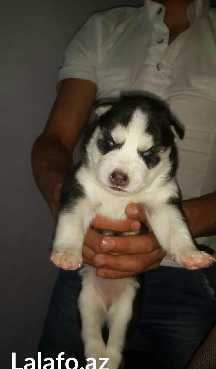 Gozleri goy erkek xaksi  balasi satilir tam saglam baladir 45 gunlukdu