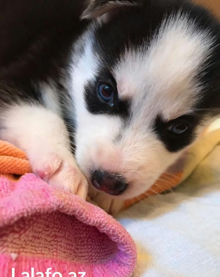 Gozleri goy erkek xaksi  balasi satilir tam saglam baladir 45 gunlukdu