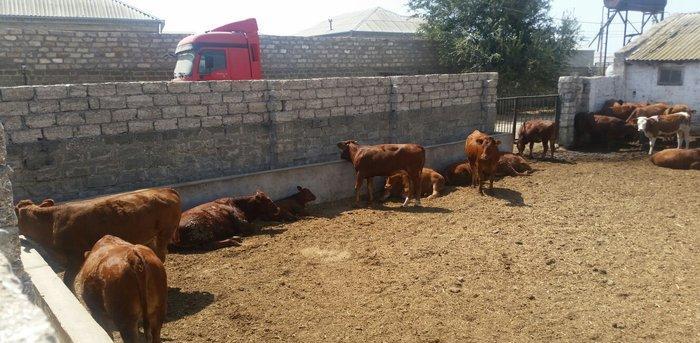 hər növ cins erkək danalar 180 kq dan başlayan diri cekiyke isdenilən