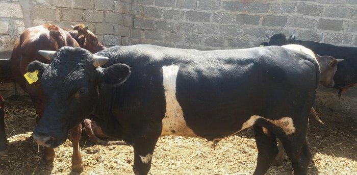 hər növ cins erkək danalar 180 kq dan başlayan diri cekiyke isdenilən