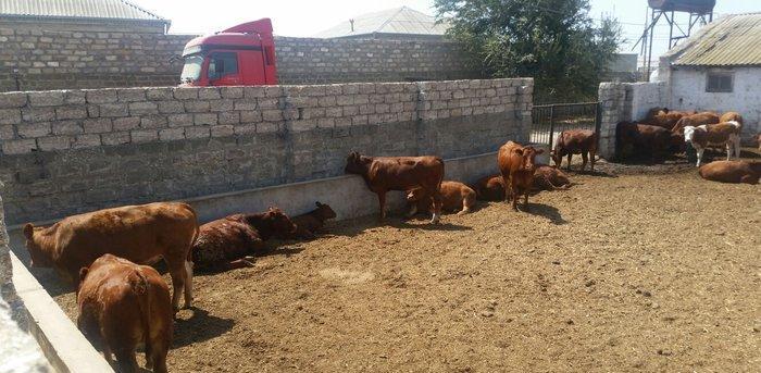 hər növ cins erkək danalar 180 kq dan başlayan diri cekiyke isdenilən