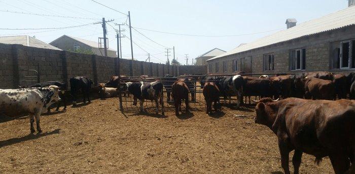 hər növ cins erkək danalar 180 kq dan başlayan diri cekiyke isdenilən