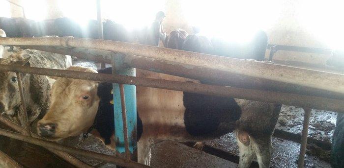 hər növ cins erkək danalar 180 kq dan başlayan diri cekiyke isdenilən