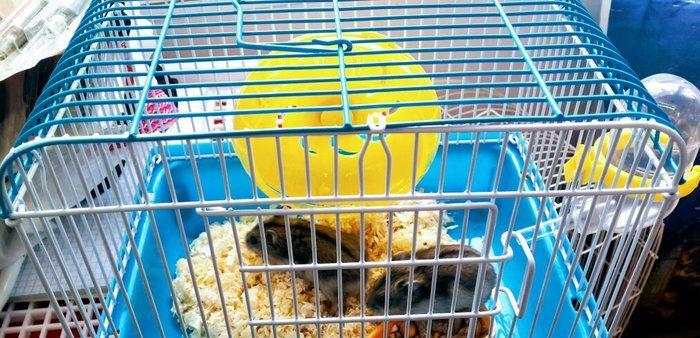 2 eded 1 erkek 1 diwi saglam cunqarik+ teze istwdiyniz reng qefes cem