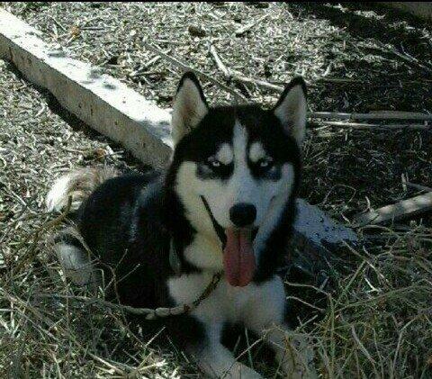 temiz xaski satilir 1 defe bala verib erkek xaskide var ikisi ayriliqd