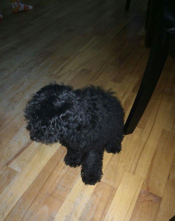 Pudel 5 aylir. Evi ve butun aksisuarlari hediyye. Tam saglamdir. Diwii