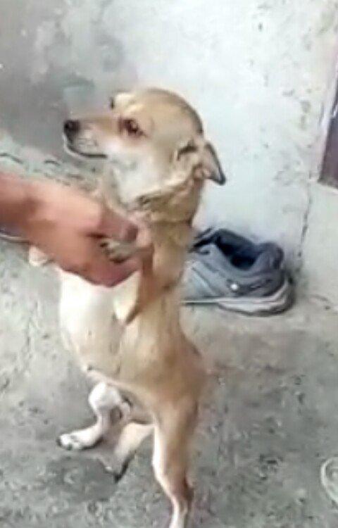 dişi zvanok 1 yas 7 ayliqdi 2 defe bala verib.40 azn qiymet sondu