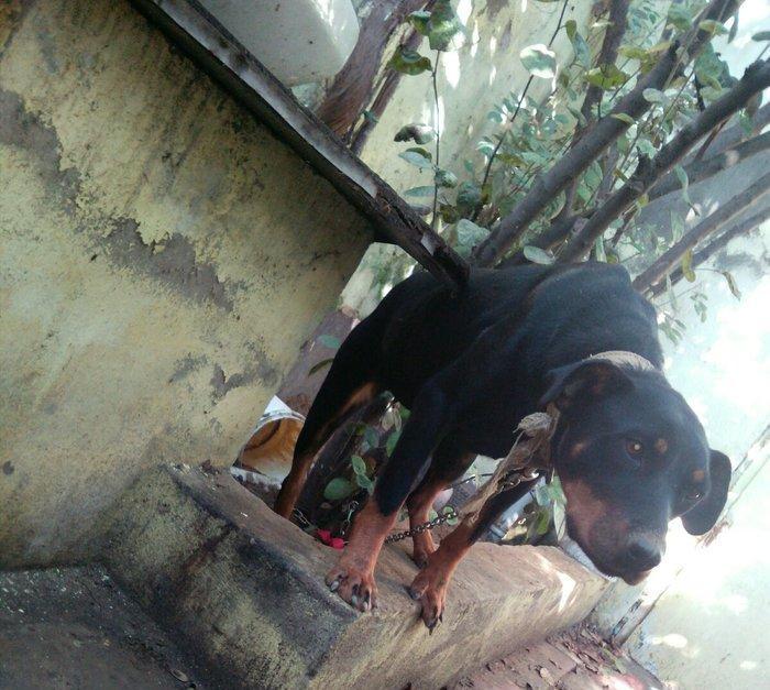 Rotwailer disi satilir texminen 6,7 ayliq  olar deqiq bilmirem yasin v