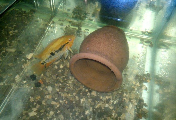 1 cùt baliq multispinoza. Ölcüleri texmini 10 sm.. Her ay 380-400 bala