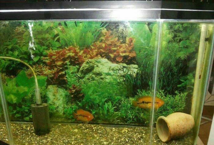 1 cùt baliq multispinoza. Ölcüleri texmini 10 sm.. Her ay 380-400 bala