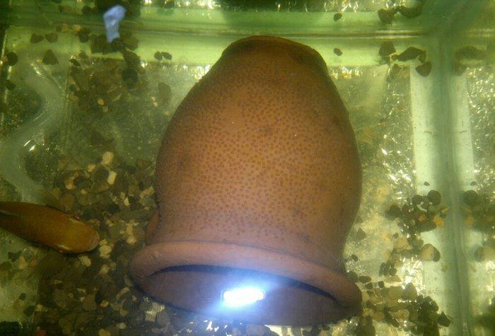 1 cùt baliq multispinoza. Ölcüleri texmini 10 sm.. Her ay 380-400 bala