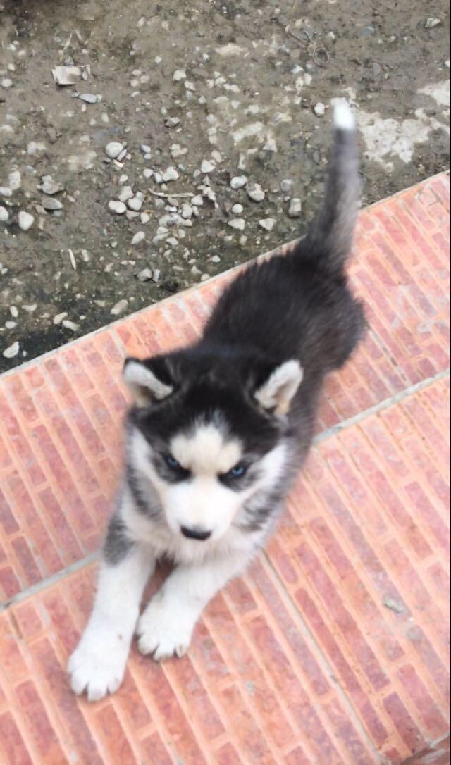 Salam temiz xaski balaları satılır 3 erkek qalıb her 2 gözleride göydü