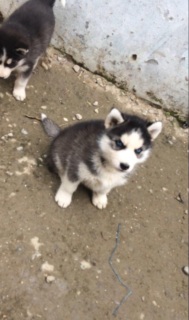 Salam temiz xaski balaları satılır 3 erkek qalıb her 2 gözleride göydü