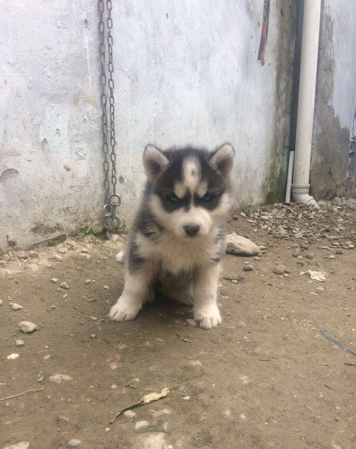 Salam temiz xaski balaları satılır 3 erkek qalıb her 2 gözleride göydü