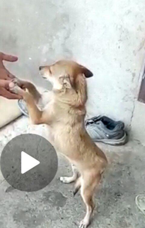 Zvanok 1 yas 7 ayliqdi 2 defe bala verib. 40 azn qiymet sondu.