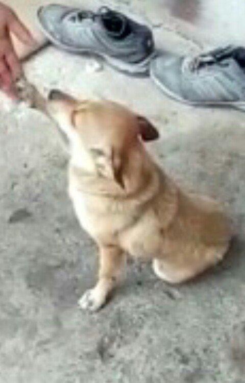 Zvanok 1 yas 7 ayliqdi 2 defe bala verib. 40 azn qiymet sondu.