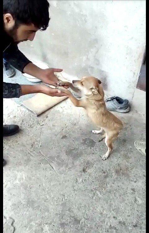 Zvanok 1 yas 7 ayliqdi 2 defe bala verib. 40 azn qiymet sondu.