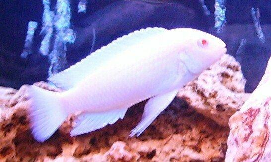 Ağ pindani balıqları 3 sm 2 azn. Başqa balıqlarda var. Yeni yasamal