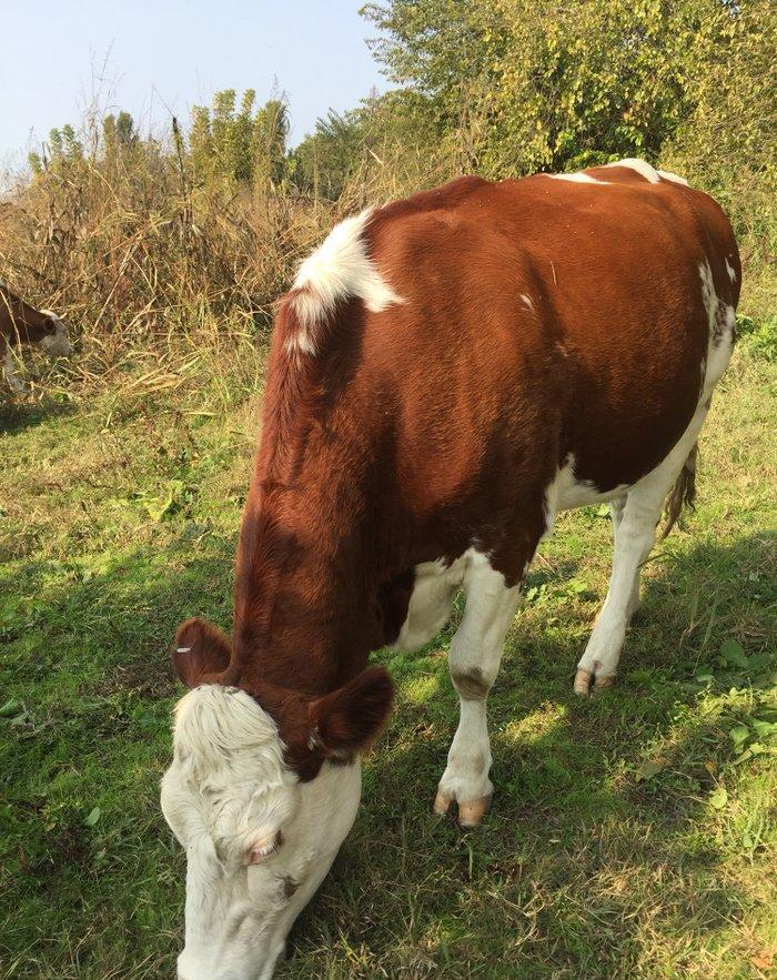 İnek sürüsü satılır, 40 baş simmental cinsli boğaz düyeler. Yerli şera