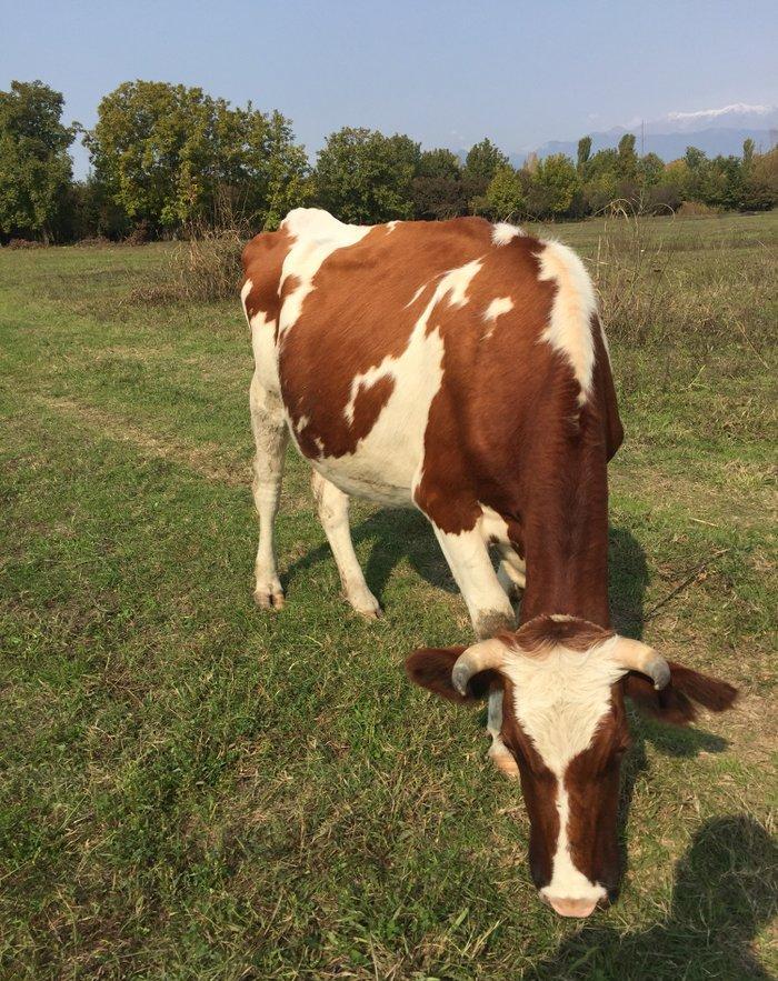İnek sürüsü satılır, 40 baş simmental cinsli boğaz düyeler. Yerli şera