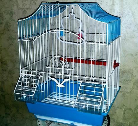 Teze qefes satilir. Su qabi ,yem qabi,  papuqay durmasi ucun cubuq ve