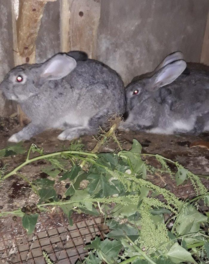 Dosan ve dosan balasi satiram. Xayis edirem bu nomreye zeng edesiz