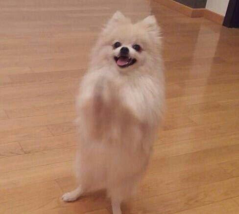 temız ev ıtıdı hecbır xesdelıyı yoxdu pasbortu var cınsı erkeydı 1