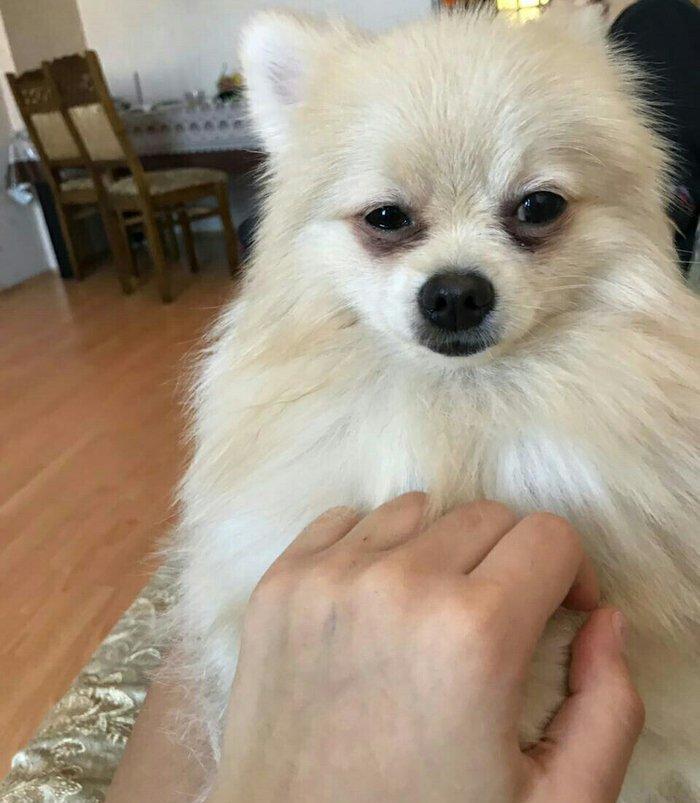 temız ev ıtıdı hecbır xesdelıyı yoxdu pasbortu var cınsı erkeydı 1