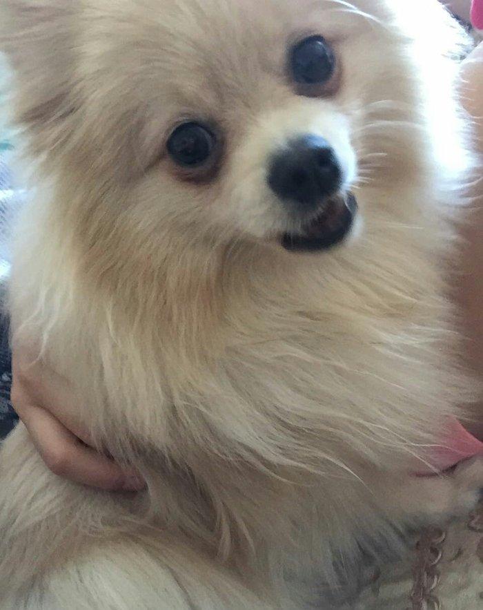 temız ev ıtıdı hecbır xesdelıyı yoxdu pasbortu var cınsı erkeydı 1