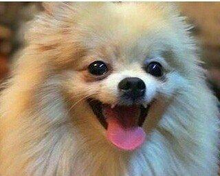 temız ev ıtıdı hecbır xesdelıyı yoxdu pasbortu var cınsı erkeydı 1