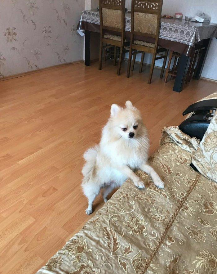 temız ev ıtıdı hecbır xesdelıyı yoxdu pasbortu var cınsı erkeydı 1