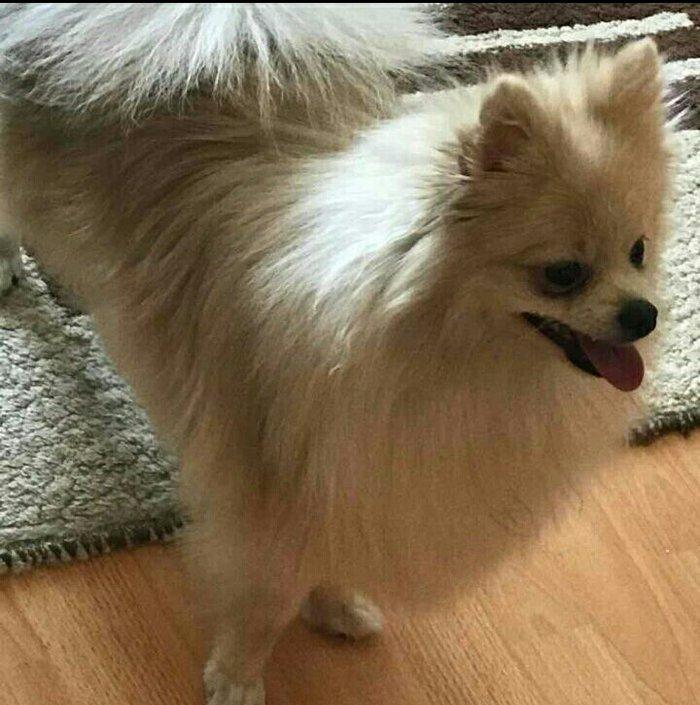 temız ev ıtıdı hecbır xesdelıyı yoxdu pasbortu var cınsı erkeydı 1