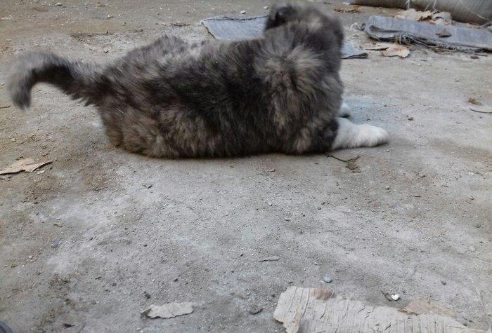 Şamaxi coban itidi 40 gunluk kucuydu ite baxanda bilinir nece it oldug