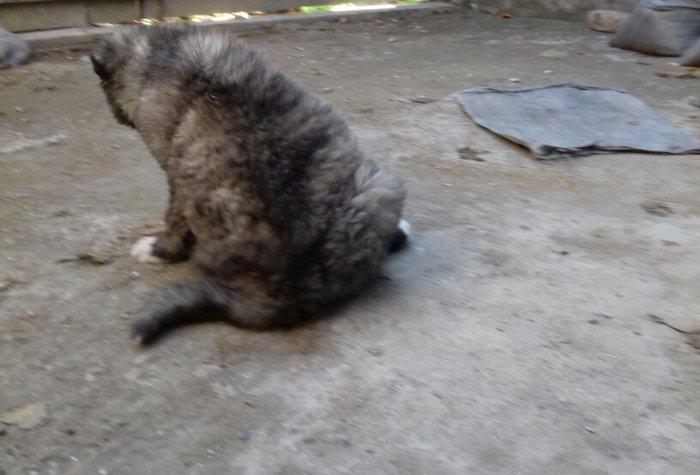 Şamaxi coban itidi 40 gunluk kucuydu ite baxanda bilinir nece it oldug