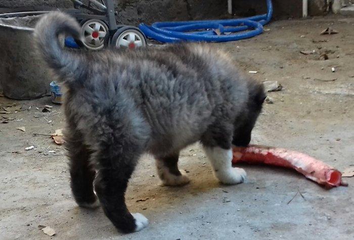 Şamaxi coban itidi 40 gunluk kucuydu ite baxanda bilinir nece it oldug