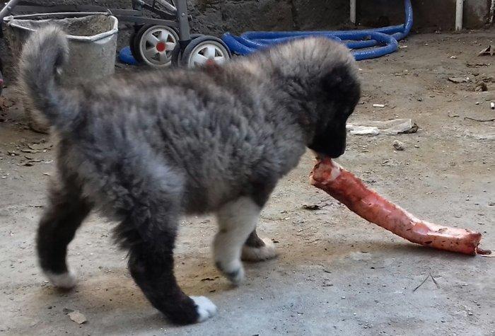 Şamaxi coban itidi 40 gunluk kucuydu ite baxanda bilinir nece it oldug