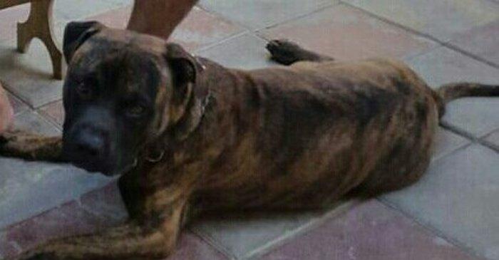 Ukraynadan gətirilmə pit bull 11 aylıqdı pasportu var komada ları bili