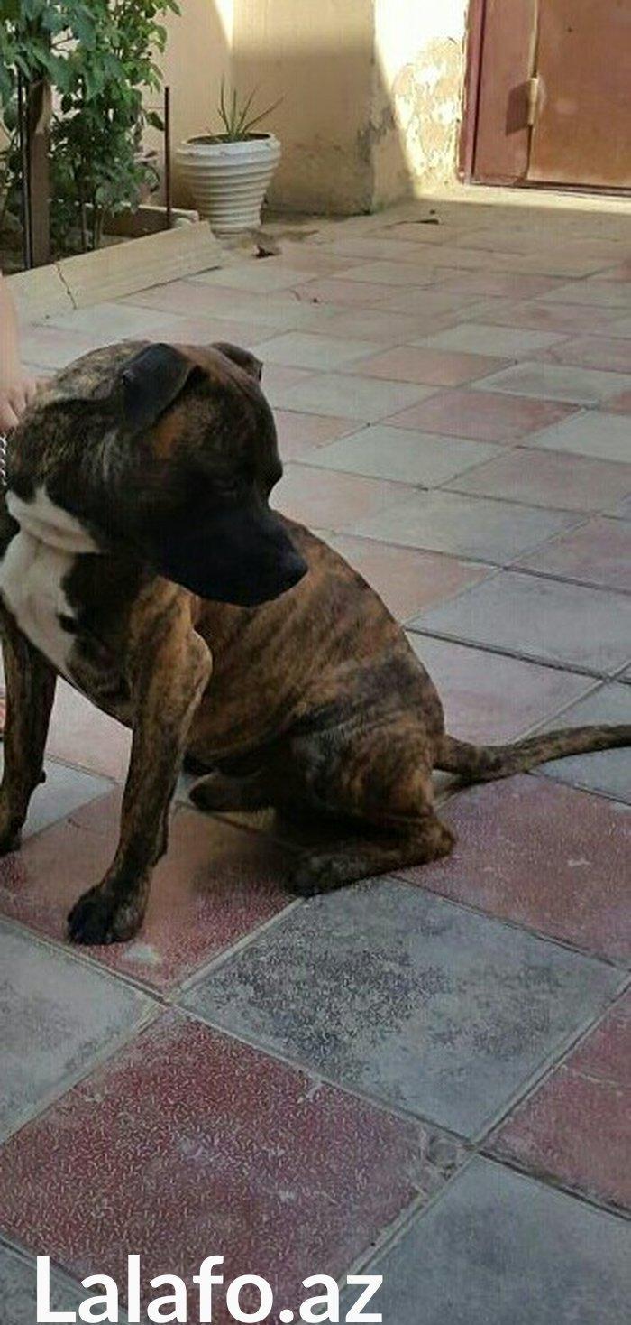 Ukraynadan gətirilmə pit bull 11 aylıqdı pasportu var komada ları bili