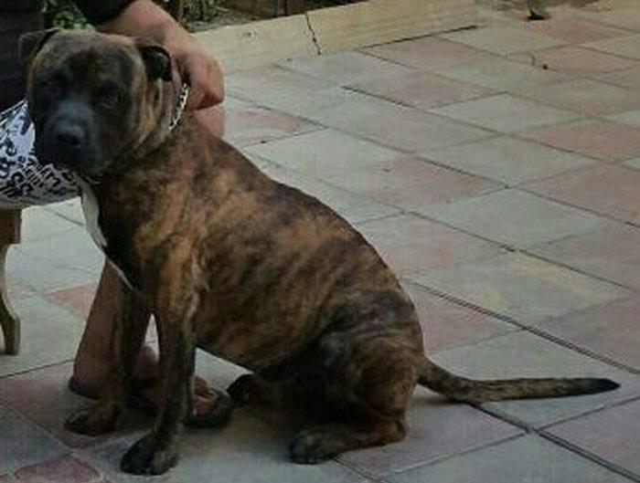 Ukraynadan gətirilmə pit bull 11 aylıqdı pasportu var komada ları bili