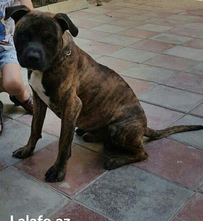 Ukraynadan gətirilmə pit bull 11 aylıqdı pasportu var komada ları bili