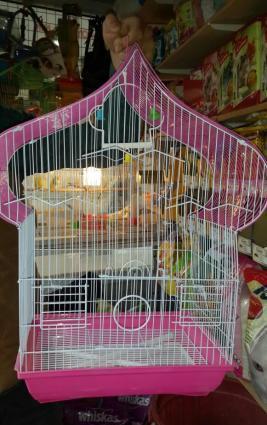 Iri qefes satilir. Su qabi , yem qabi,  papuqay  durmasi ucun cubuq ve