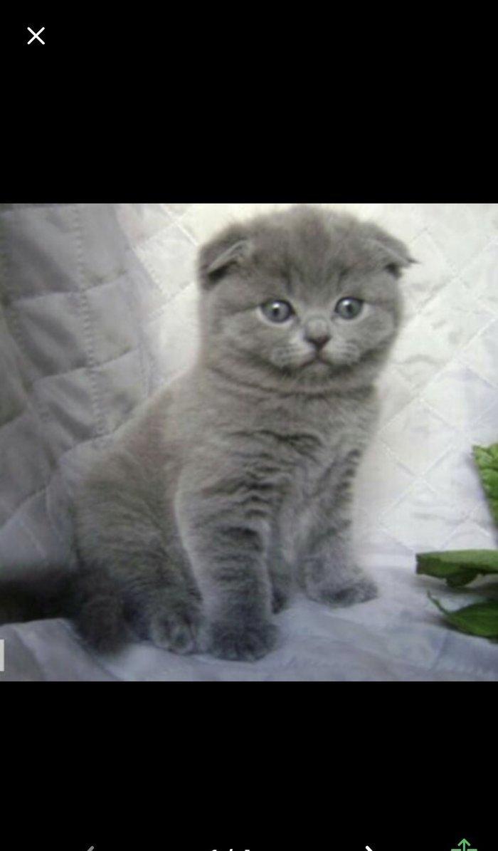 Salam kımde bele pısık balası var  komu ne jalko podarıte pojaluysta b