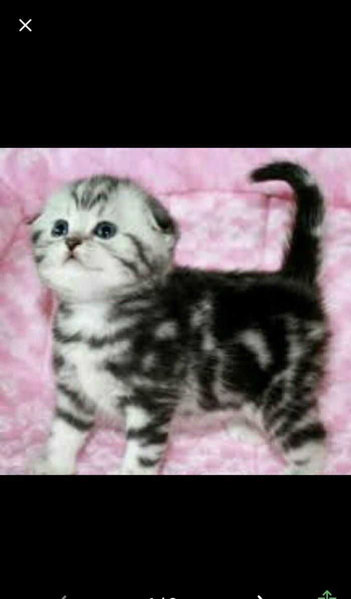 Salam kımde bele pısık balası var  komu ne jalko podarıte pojaluysta b