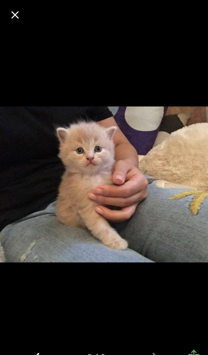 Salam kımde bele pısık balası var  komu ne jalko podarıte pojaluysta b