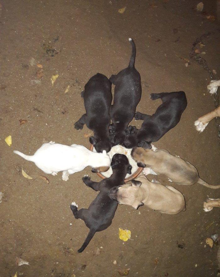 Pitbull. Drak ve Ce****anin balalari satilir. Balalar 1 ay 10 gunlukdul