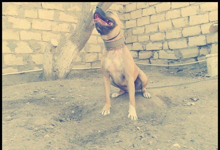 Pitbull. Drak ve Ce****anin balalari satilir. Balalar 1 ay 10 gunlukdul