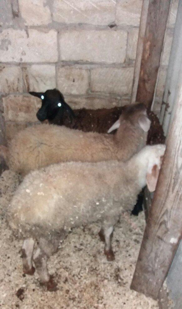 Salam! 3 eded erkek quzudu. Yemden cixiblar ne versen yeyir real alici